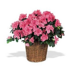 Azalea