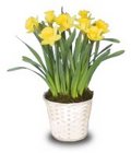 Daffodils