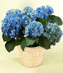Hydrangea