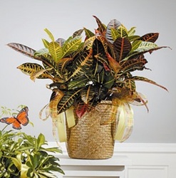 Croton Plant with Yellow Accents 