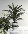 Dracaena Plant in Decorated Urn
