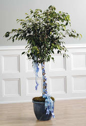 Ficus with Braided Ribbon 