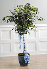 Ficus with Braided Ribbon