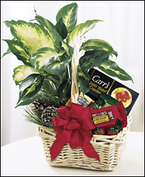 Holiday Hospitality Planter