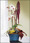Exotica Planter