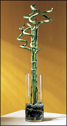 Curly Bamboo Arrangement