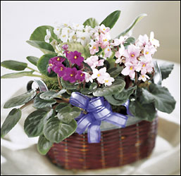 African Violets