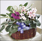 African Violets
