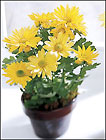 Daisy Chrysanthemum (Sm)