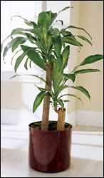 Corn Plant