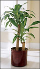 Corn Plant