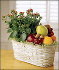 Fruits & Flowers