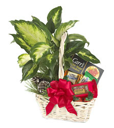 Holiday Hospitality Planter