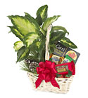 Holiday Hospitality Planter