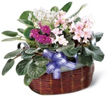 African Violets