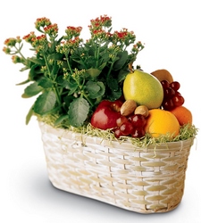 Fruits & Flowers