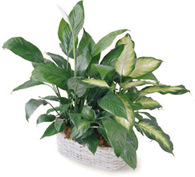 Spathiphyllum and Dieffenbachia