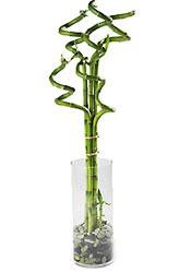 Curly Bamboo Arrangement