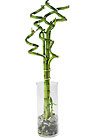 Curly Bamboo Arrangement
