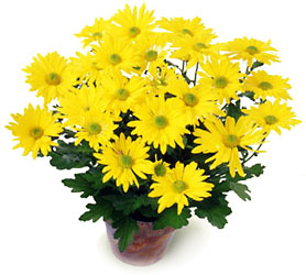 Daisy Chrysanthemum (Lg)