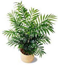 Palm