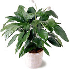 Spathiphyllum