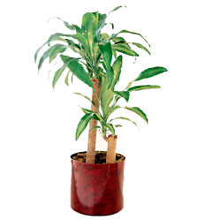 Corn Plant