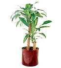Corn Plant