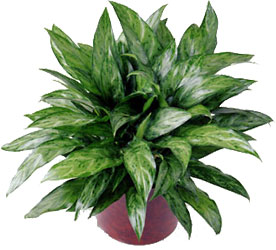 Chinese Evergreen