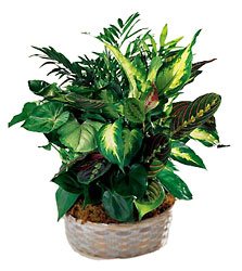 Woodland Greens Assortment
