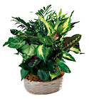 Woodland Greens Assortment