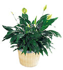 Peace & Serenity Planter