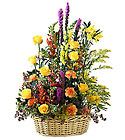 Field of Dreams Arrangement