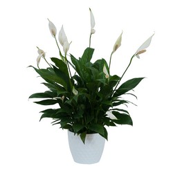 Peace Lily Plant in Light Container 