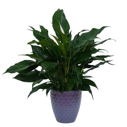 Peace Lily Plant in Dark Container 