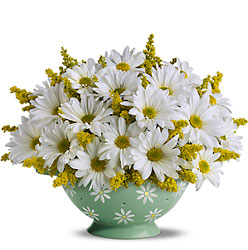 Sweet Daisy Colander