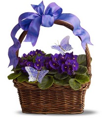 Violets and Butterflies 