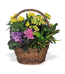 Petite European Basket