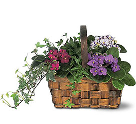 Mixed African Violet Basket