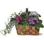 Mixed African Violet Basket