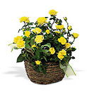 Yellow Miniature Roses