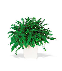 Decorative Fern