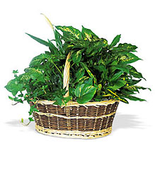 Large Basket Garden