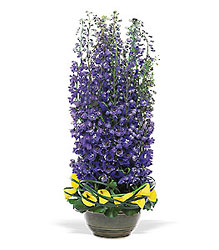 Distinguished Delphinium