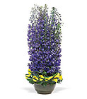 Distinguished Delphinium