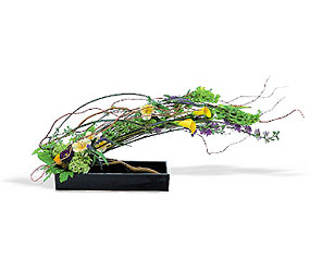 Gracious Curve