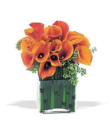 Bronze Callas