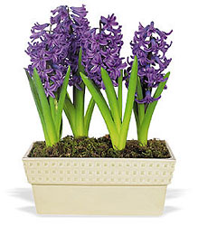 Hyacinth Planter