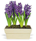 Hyacinth Planter