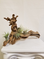 Air Plant Log 